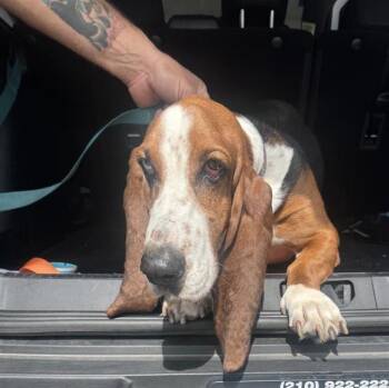 BENJI THE BASSETT -  Basset Hound Dog for Adoption in San Antonio, Texas - BENJI THE BASSETT | PetCurious