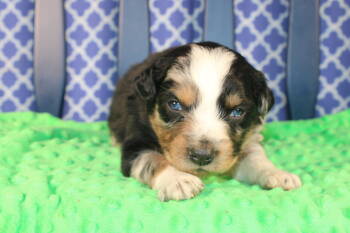 Australian Shepherd Dogs Available for Sale - Raleigh | PetCurious