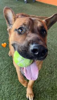 ROCKY -  German Shepherd Dog and Mixed Breed Dog for Adoption in Doral, Florida - ROCKY | PetCurious