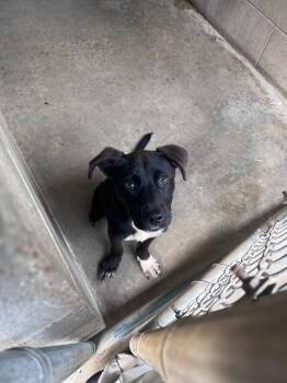 Jelly -  Mixed Breed Dog for Adoption in Clarksville, Tennessee - Jelly | PetCurious