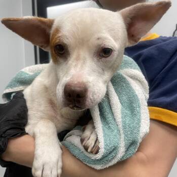 Chiquita -  Chihuahua and Mixed Breed Dog for Adoption in Abilene, Texas - Chiquita | PetCurious