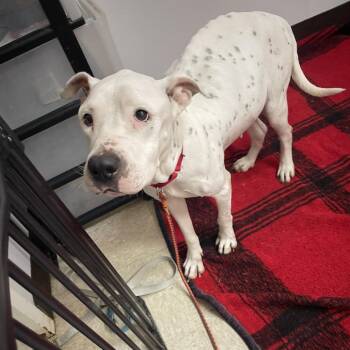 Glimmer -  Dalmatian and Mixed Breed Dog for Adoption in Austin, Texas - Glimmer | PetCurious