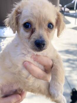 Leo -  Chihuahua and Poodle Dog for Adoption in Los Angeles, California - Leo | PetCurious