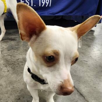 Chihuahua and Mixed Breed Dogs Available for Adoption in Edwards, Illinois - Leita | PetCurious