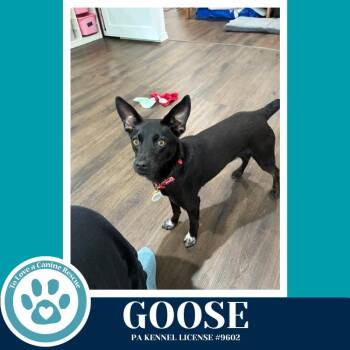 Feist Dogs Available for Adoption in Kimberton, Pennsylvania - Goose (Top Gun Pups) 042526 | PetCurious