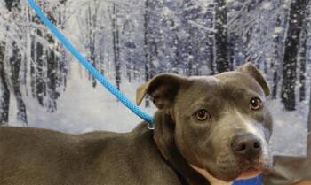 Mixed Breed Dogs Available for Adoption - ZAPPER | PetCurious