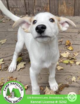 Bullseye -  Mixed Breed Dog for Adoption in Stroudsburg, Pennsylvania - Bullseye | PetCurious