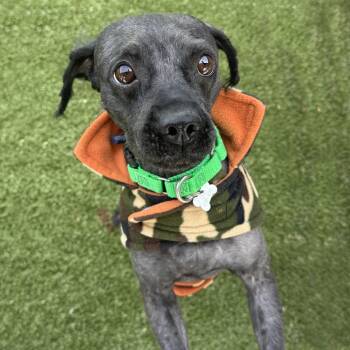 Mixed Breed Dogs Available for Adoption in Hailey, Idaho - Osito | PetCurious