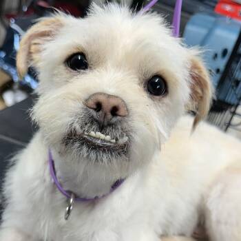 Cairn Terrier and Shih Tzu Dogs Available for Adoption - Mr. Cutie Hashbrown (Tics) | PetCurious