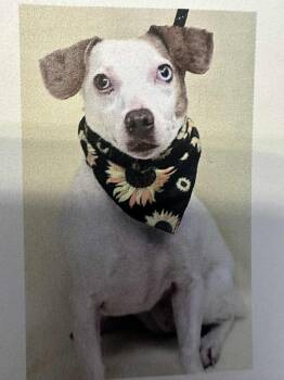 Rescue Jack Russell Terrier Dogs for Adoption in Sunderland, Maryland - Kayla | PetCurious