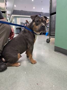 Rescue Mixed Breed Dogs for Adoption in Danielsville, Georgia - Butterball | PetCurious