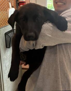 Pansy -  Black Labrador Retriever and Border Collie Dog for Adoption in Thompson Falls, Montana - Pansy | PetCurious