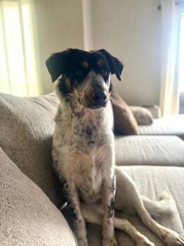 Australian Cattle Dog Blue Heeler Dogs Available for Adoption - Dakota | PetCurious