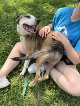 Bombay -  Mixed Breed Dog for Adoption in Kansas City, Missouri - Bombay | PetCurious