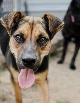 Shepherd and Mixed Breed Dogs Available for Adoption in Dover, Arkansas - Atom | PetCurious