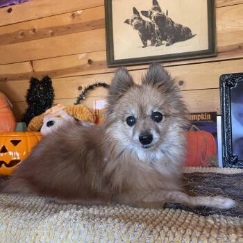 Foxy -  Pomeranian Dog for Adoption in Vacaville, California - Foxy | PetCurious