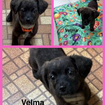 Mixed Breed Dogs Available for Adoption in La Grange, Kentucky - Velma Dinkley | PetCurious