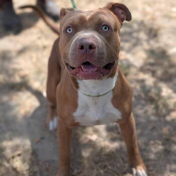 Billy -  Pit Bull Terrier and Mixed Breed Dog for Adoption in Buchanan Dam, Texas - Billy | PetCurious