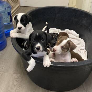 Hound and Labrador Retriever Dogs Available for Adoption in Clearwater, Florida - Ralph | PetCurious