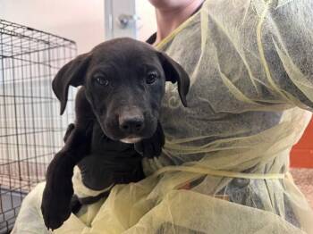 German Shepherd Dog and Mixed Breed Dogs Available for Adoption - ROLLINS | PetCurious