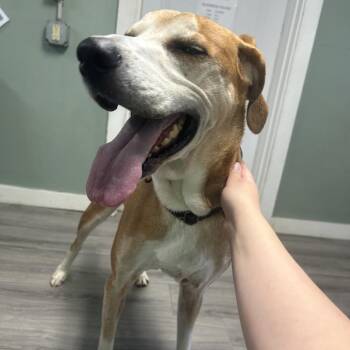 AJ -  Coonhound and Mixed Breed Dog for Adoption in Greenville, Pennsylvania - AJ | PetCurious