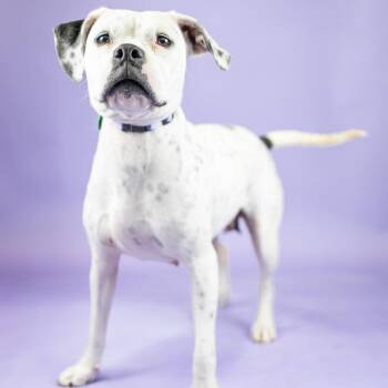 Echo -  Mixed Breed Dog for Adoption in Portland, Oregon - Echo | PetCurious