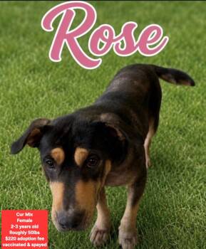Rose -  Black Mouth Cur Dog for Adoption in Oviedo, Florida - Rose | PetCurious