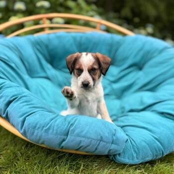 Lily -  Cattle Dog Dog for Adoption in Bellingham, Washington - Lily | PetCurious