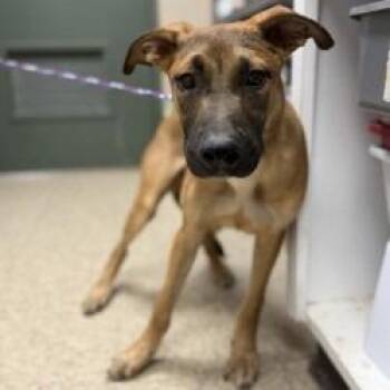 Redbull -  Black Mouth Cur and Mixed Breed Dog for Adoption in Bullhead City, Arizona - Redbull | PetCurious