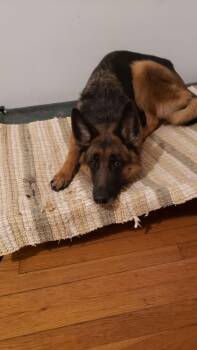 German Shepherd Dog Dogs Available for Adoption - Portabella "Bella" 7292 | PetCurious