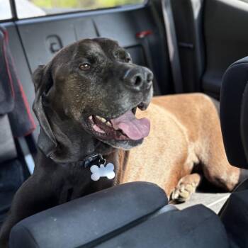 Hank Ray -  Labrador Retriever and Mixed Breed Dog for Adoption in Lenexa, Kansas - Hank Ray | PetCurious