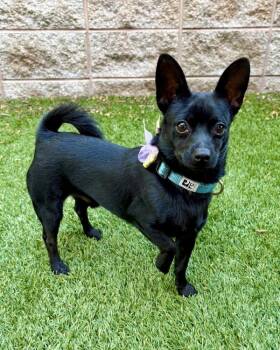 Chuckie -  Schipperke and Chihuahua Dog for Adoption in Novato, California - Chuckie | PetCurious