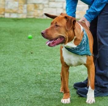 Retriever and Mixed Breed Dogs Available for Adoption in North Richland Hills, Texas - Theodore | PetCurious