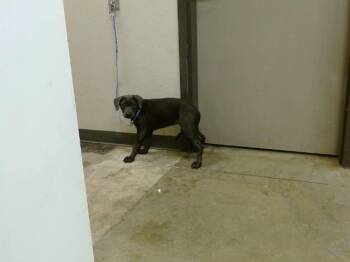 Rottweiler Dogs Available for Adoption in Ontario, California - A008643 | PetCurious