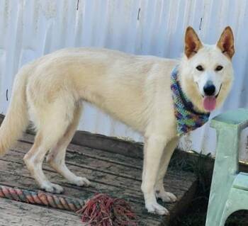 Daenerys $85 -  Siberian Husky and Mixed Breed Dog for Adoption in Seneca, South Carolina - Daenerys $85 | PetCurious