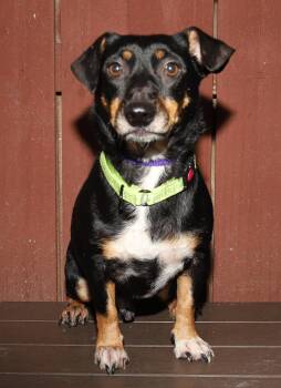 Zues -  Manchester Terrier Dog for Adoption in Oakland Park, Florida - Zues | PetCurious