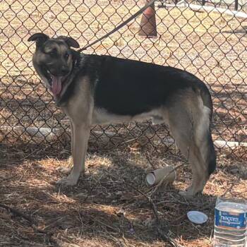 Greedy Humosho Ruiz -  German Shepherd Dog Dog for Adoption in San Gabriel, California - Greedy Humosho Ruiz | PetCurious