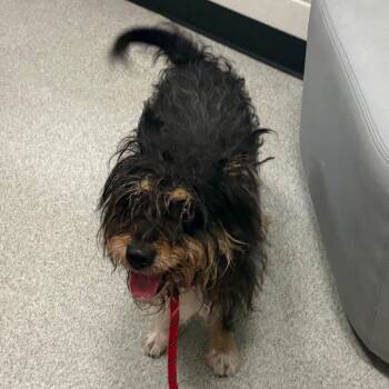 Sox -  Terrier Dog for Adoption in Chicago, Illinois - Sox | PetCurious