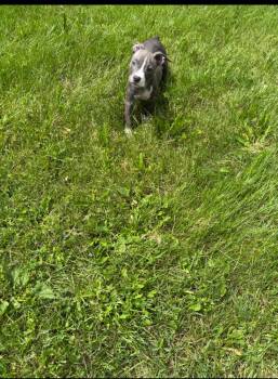 American Bulldog Dogs Available for Adoption in Thompson, Pennsylvania - AURORA | PetCurious
