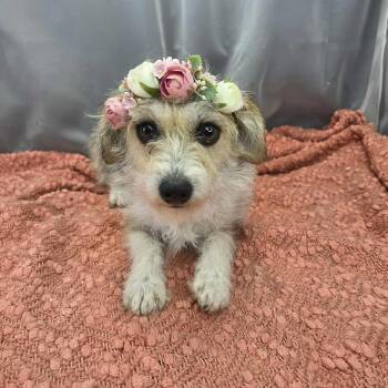 Yorkshire Terrier Dogs Available for Adoption in Foley, Alabama - Shiloh | PetCurious