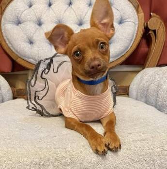 Petal - 914 -  Chihuahua Dog for Adoption in Dallas, Texas - Petal - 914 | PetCurious