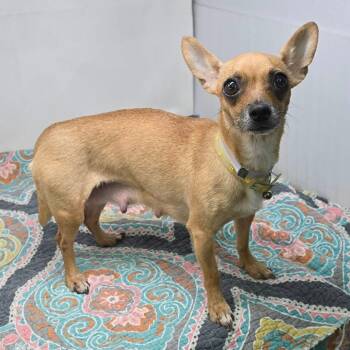 FOSTER NEEDED - Esmeralda -  Chihuahua Dog for Adoption - FOSTER NEEDED - Esmeralda | PetCurious