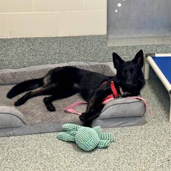 German Shepherd Dog Dogs Available for Adoption - MEDUSA | PetCurious
