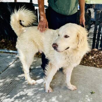 Great Pyrenees Dogs Available for Adoption in Richmond, California - NASH | PetCurious