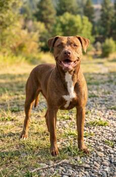 Tillie -  Pit Bull Terrier Dog for Adoption in Wooster, Ohio - Tillie | PetCurious