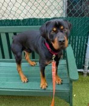 Chandler -  Rottweiler Dog for Adoption in Deering, New Hampshire - Chandler | PetCurious
