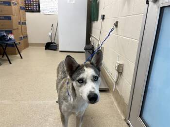 TWILA -  Siberian Husky and Mixed Breed Dog for Adoption in Grand Prairie, Texas - TWILA | PetCurious
