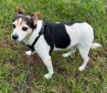 Jack Russell Terrier Dogs Available for Adoption in Tarrytown, Georgia - Woody | PetCurious