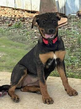 Rottweiler Dogs Available for Adoption - Kayos - At Shelter | PetCurious