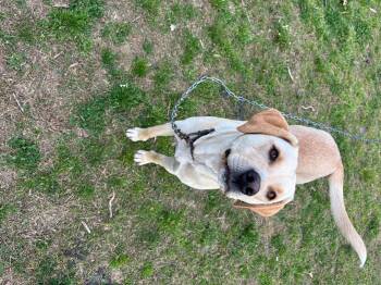 Labrador Retriever Dogs Available for Adoption in Zimmerman, Minnesota - Buddy | PetCurious